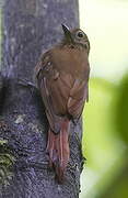 Wedge-billed Woodcreeper