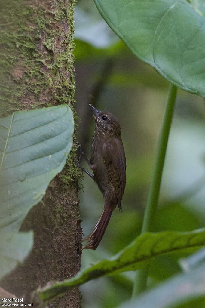 Wedge-billed Woodcreeperadult, Behaviour