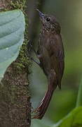 Wedge-billed Woodcreeper