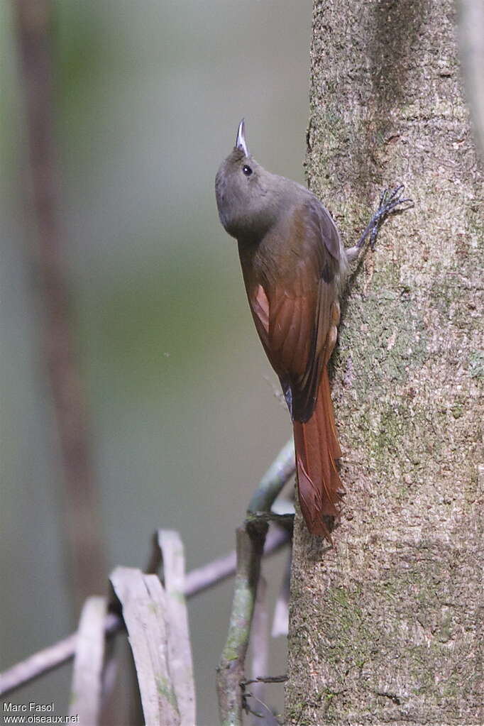 Grimpar fauvetteadulte, identification, Comportement