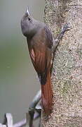 Olivaceous Woodcreeper