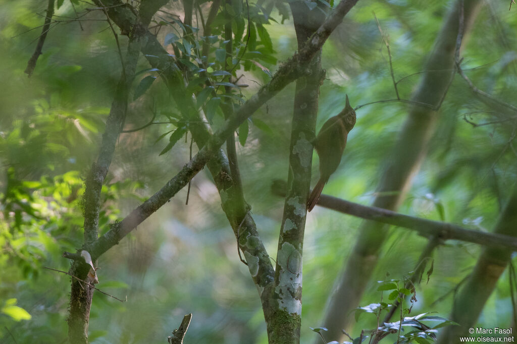 Olivaceous Woodcreeperadult, habitat