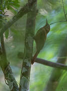 Olivaceous Woodcreeper