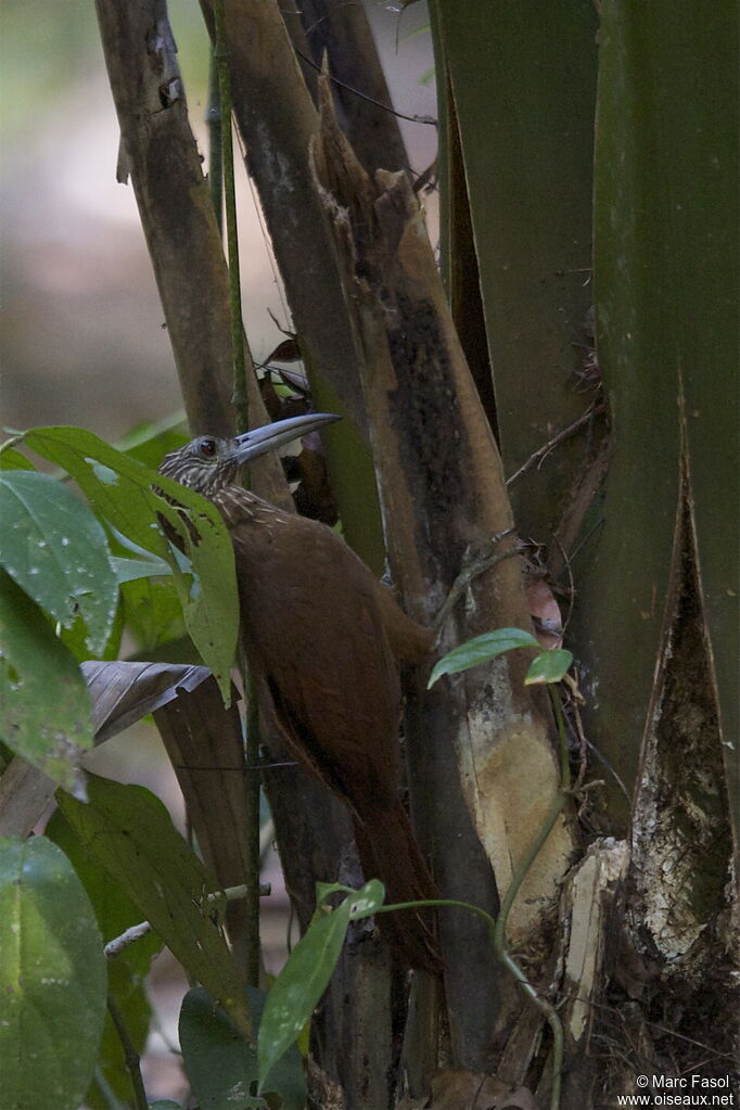 Strong-billed Woodcreeperadult, identification, feeding habits, Behaviour