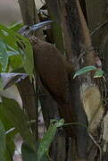 Strong-billed Woodcreeper