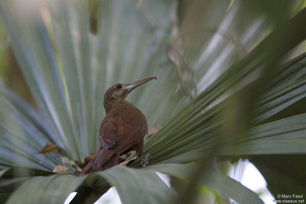 Strong-billed Woodcreeperadult, identification, feeding habits, Behaviour