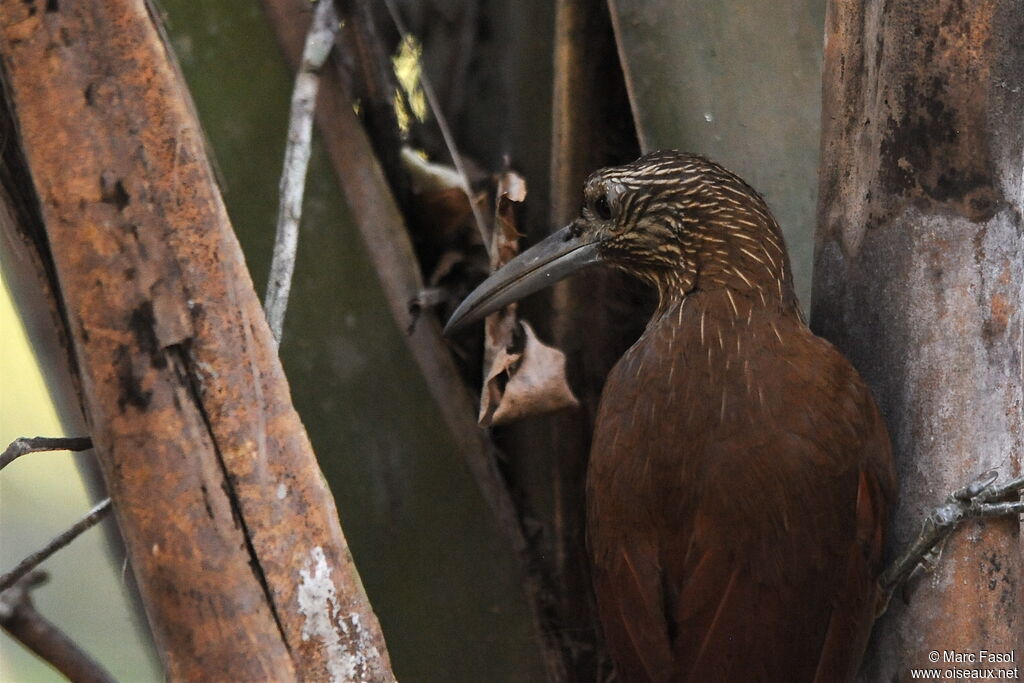 Strong-billed Woodcreeperadult, identification, feeding habits, Behaviour