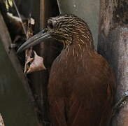 Strong-billed Woodcreeper