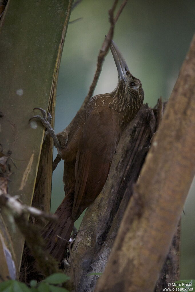 Strong-billed Woodcreeperadult, identification, Behaviour