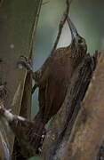 Strong-billed Woodcreeper