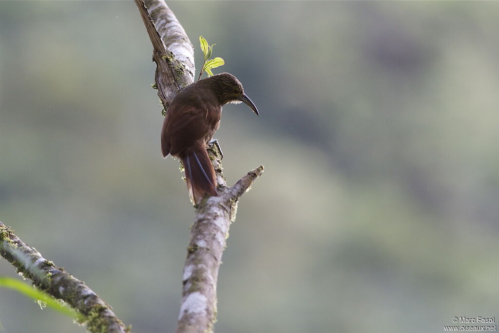 Strong-billed Woodcreeperadult, identification, Behaviour