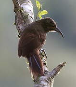 Strong-billed Woodcreeper