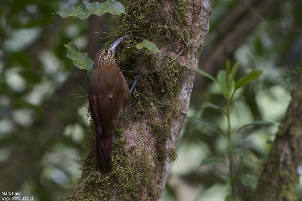 Strong-billed Woodcreeperadult, identification, Behaviour