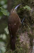 Strong-billed Woodcreeper