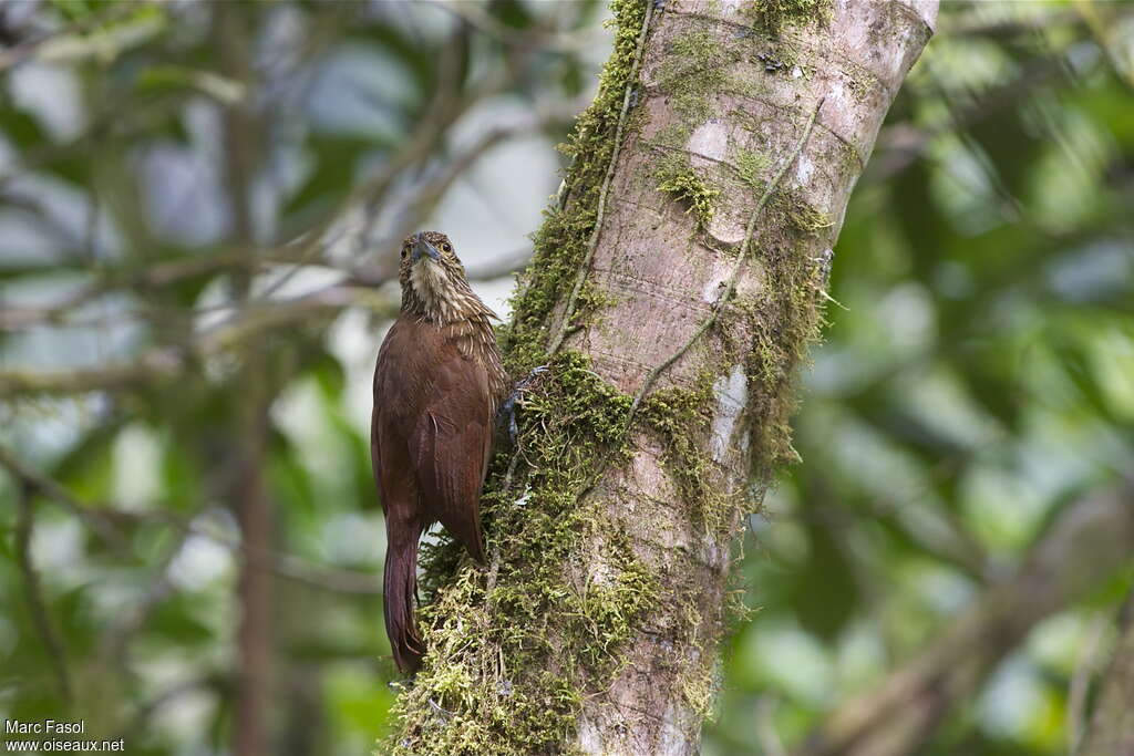 Strong-billed Woodcreeperadult, habitat, pigmentation, Behaviour