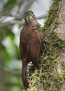 Strong-billed Woodcreeper