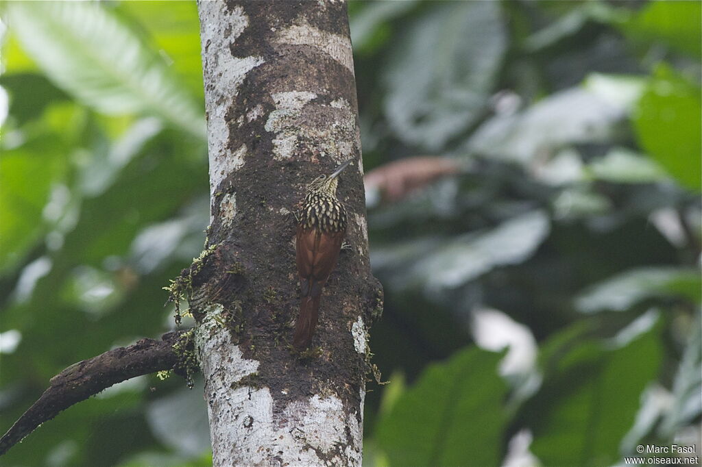 Black-striped Woodcreeperadult, identification, Behaviour