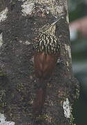 Black-striped Woodcreeper