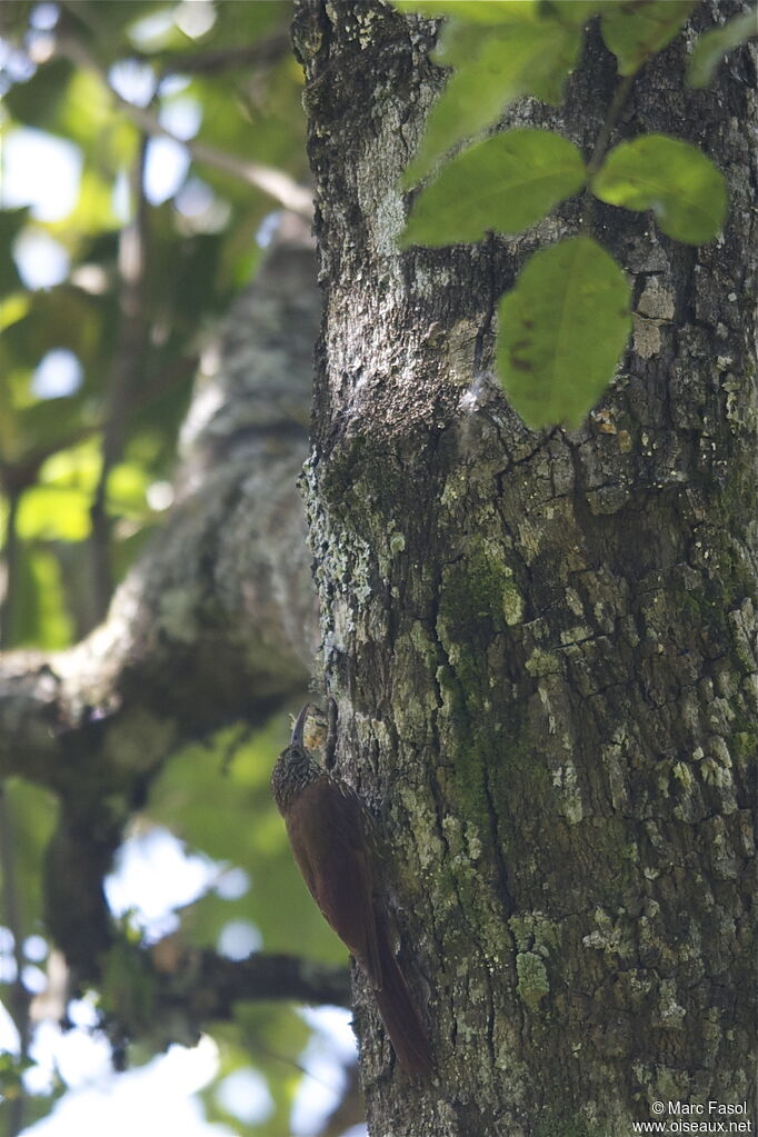 Grimpar montagnardadulte, identification, régime, Comportement