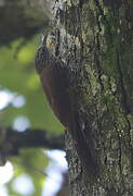 Montane Woodcreeper