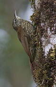 Montane Woodcreeper