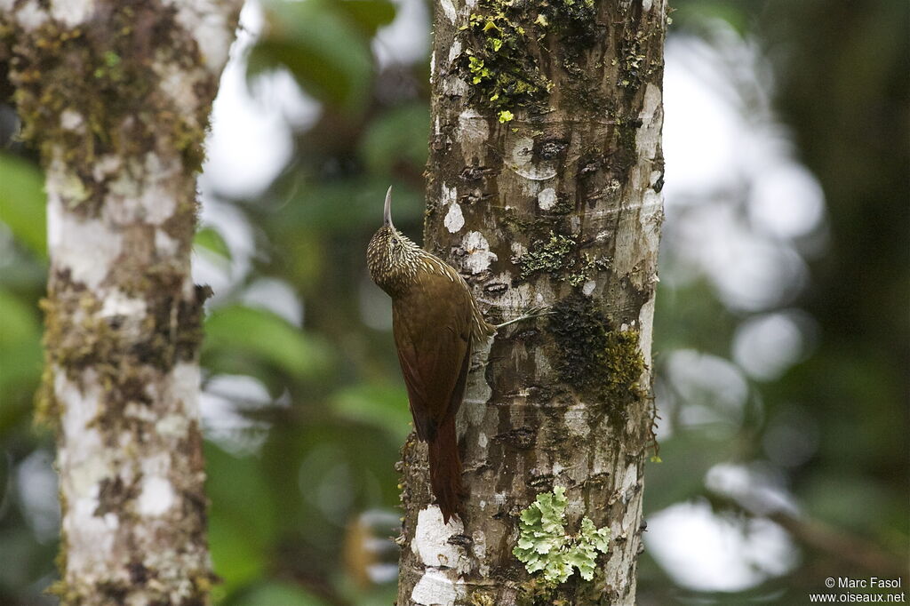 Montane Woodcreeperadult, identification