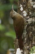 Montane Woodcreeper