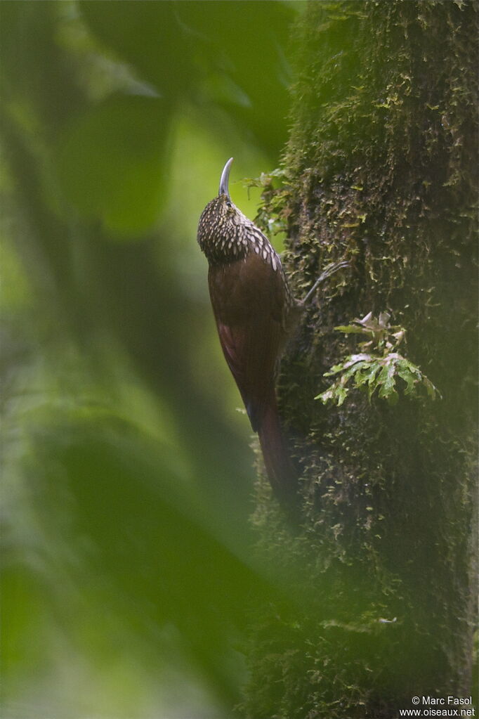 Spot-crowned Woodcreeperadult, identification, feeding habits, Behaviour