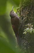 Spot-crowned Woodcreeper