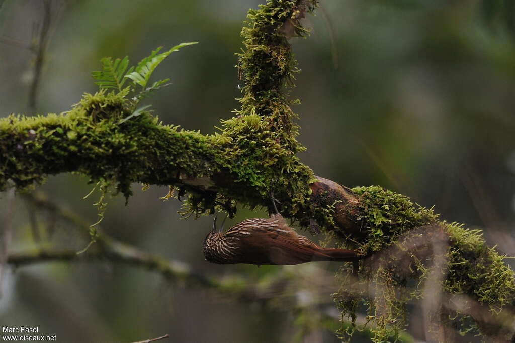 Spot-crowned Woodcreeperadult, Behaviour