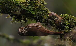 Spot-crowned Woodcreeper