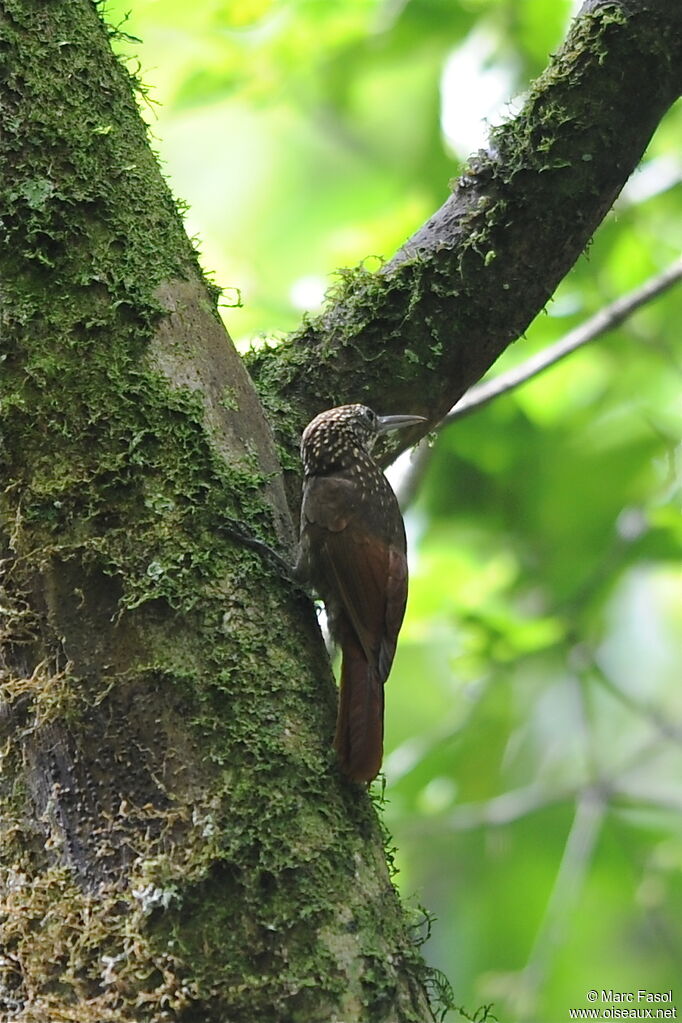 Ocellated Woodcreeperadult, identification, Behaviour