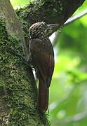 Ocellated Woodcreeper