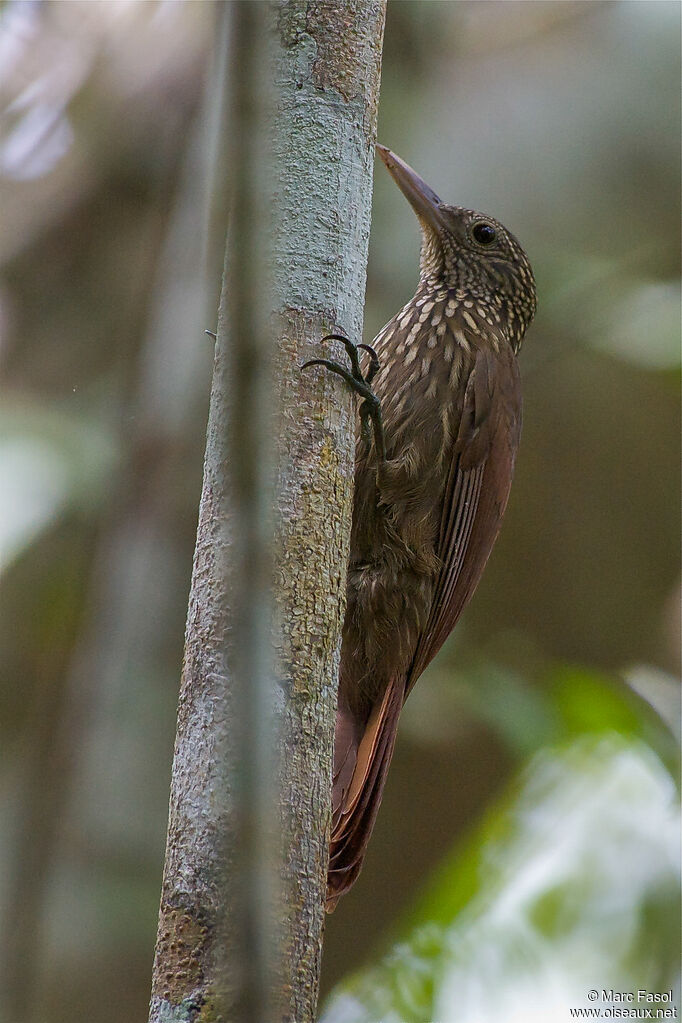 Striped Woodcreeperadult, identification