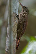 Striped Woodcreeper