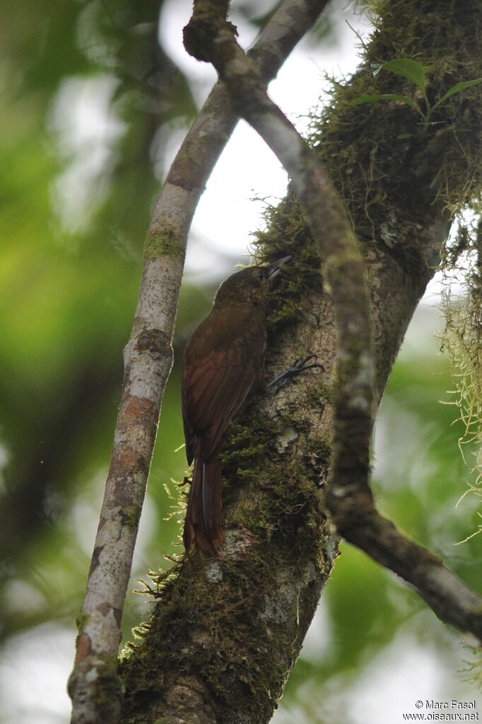 Spotted Woodcreeperadult, identification, Behaviour