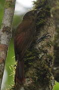 Spotted Woodcreeper