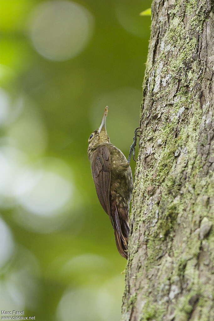 Grimpar tachetéadulte, identification, mange