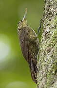 Spotted Woodcreeper