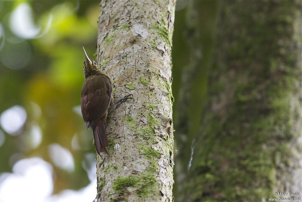 Spotted Woodcreeperadult, identification