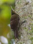 Spotted Woodcreeper