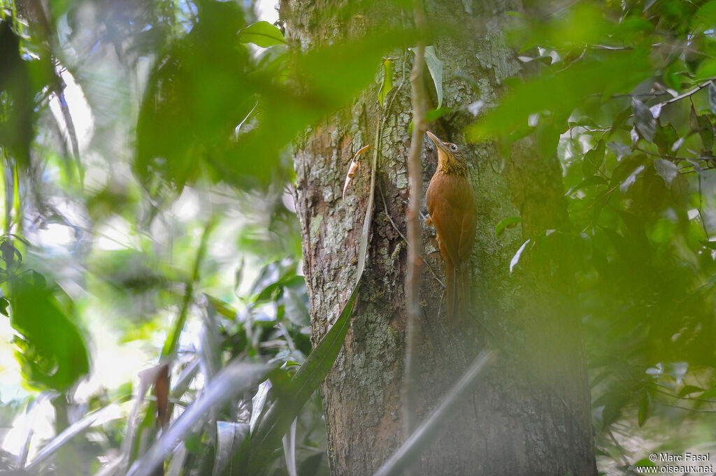 Straight-billed Woodcreeperadult, identification