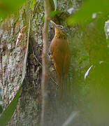 Straight-billed Woodcreeper