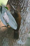 Straight-billed Woodcreeper