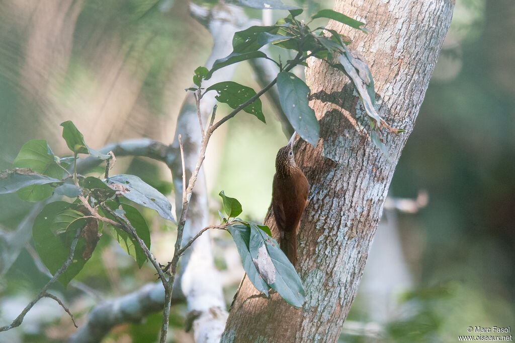 Straight-billed Woodcreeperadult, identification