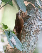 Straight-billed Woodcreeper