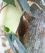 Straight-billed Woodcreeper