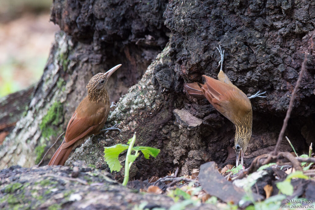 Straight-billed Woodcreeperadult, eats