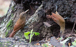 Straight-billed Woodcreeper