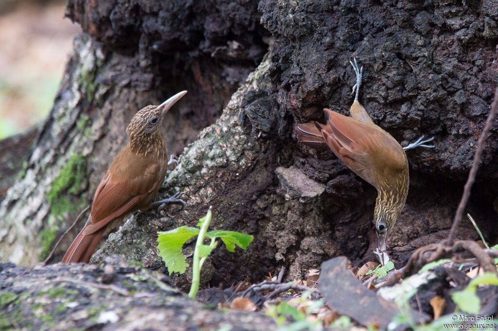 Straight-billed Woodcreeperadult, eats